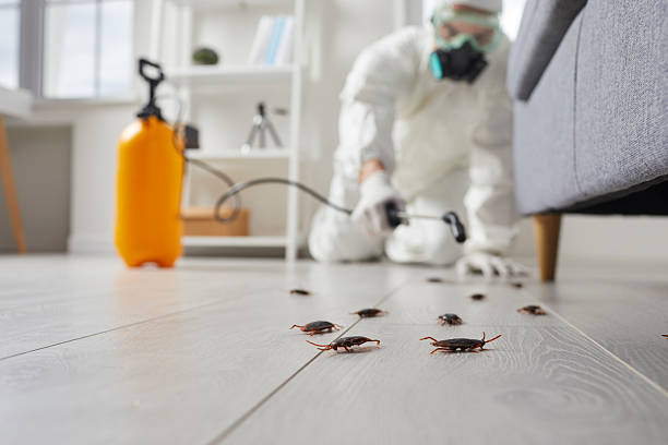 Commercial Kitchen Cockroach Control in Sikeston